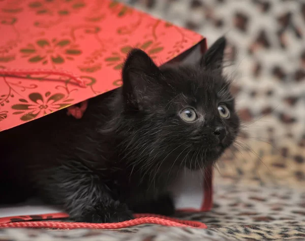 Roztomilý Malý Černý Chlupatý Kotě Skrývá Balíčku — Stock fotografie