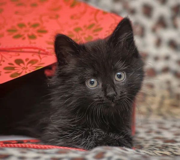 Lindo Poco Negro Esponjoso Gatito Ocultar Paquete —  Fotos de Stock