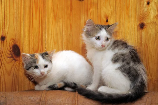 Twee Gestreept Met Witte Kittens Samen — Stockfoto