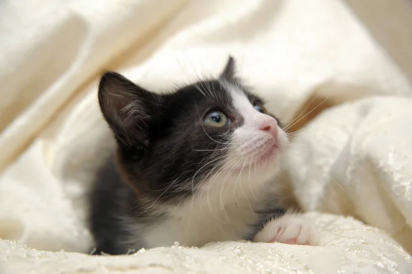 Negro Asustado Con Blanco Gatito —  Fotos de Stock