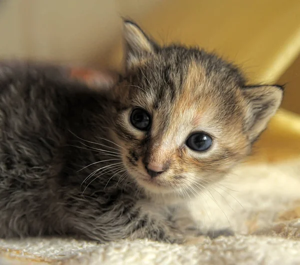 Schattig Klein Katje Leeftijd Van Drie Weken Bank — Stockfoto