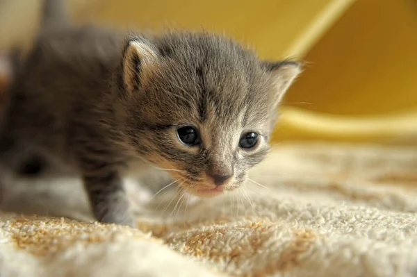 Lindo Gatito Edad Tres Semanas Sofá —  Fotos de Stock