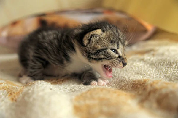ソファの上の3週間の年齢でかわいい子猫 — ストック写真