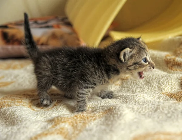 Haftalıkken Kanepede Küçük Sevimli Bir Kedi Yavrusu — Stok fotoğraf