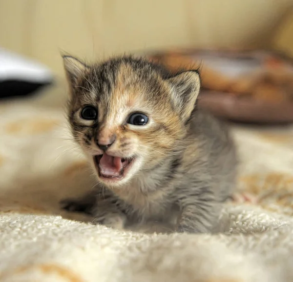 Cute Little Kitten Age Three Weeks Couch — Stock Photo, Image