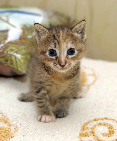 Słodkie Mały Kotek Wieku Trzech Tygodni Kanapie — Zdjęcie stockowe