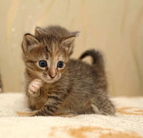 Милый Маленький Котенок Возрасте Трех Недель Диване — стоковое фото