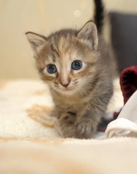 Haftalıkken Kanepede Küçük Sevimli Bir Kedi Yavrusu — Stok fotoğraf