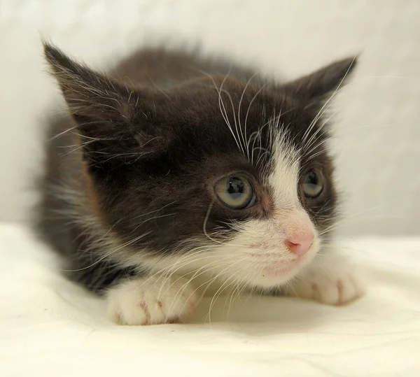 Preto Assustado Com Gatinho Branco Fundo Branco — Fotografia de Stock