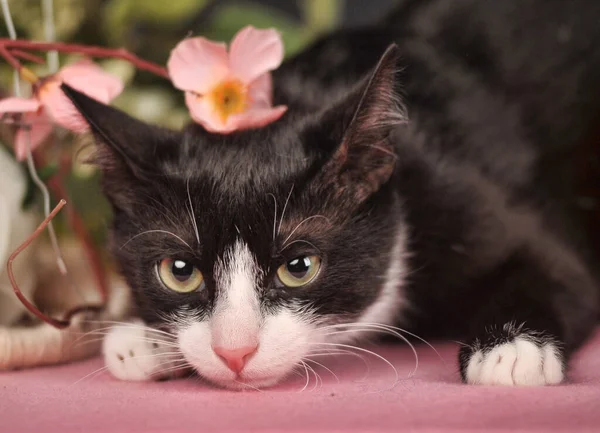 花の中に猫 ファジィお祝い — ストック写真