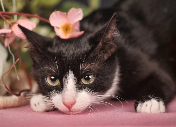 Cat Flowers Fuzzy Festive — Stock Photo, Image