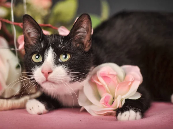 Cat Flowers Fuzzy Festive — Stock Photo, Image