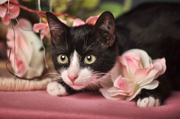 花の中に猫 ファジィお祝い — ストック写真