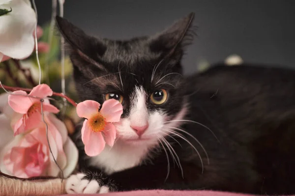 Katze Zwischen Den Blumen Unscharf Festlich — Stockfoto