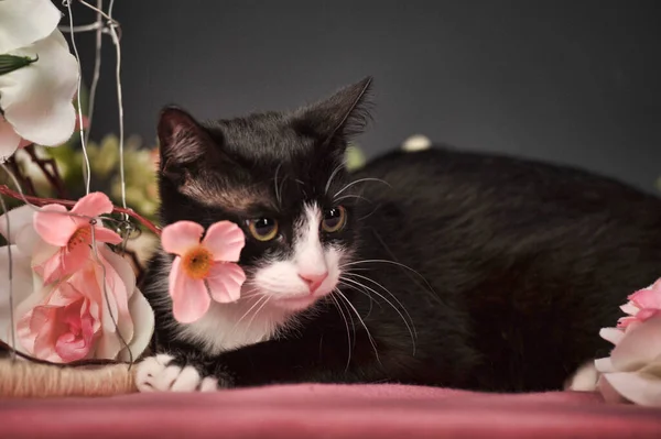 Kočka Mezi Květinami Fuzzy Slavnostní — Stock fotografie