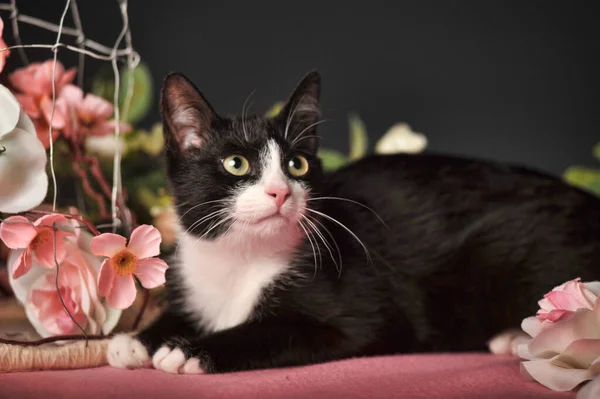 Katt Bland Blommorna Fuzzy Festligt — Stockfoto