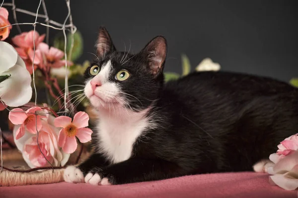 Kočka Mezi Květinami Fuzzy Slavnostní — Stock fotografie
