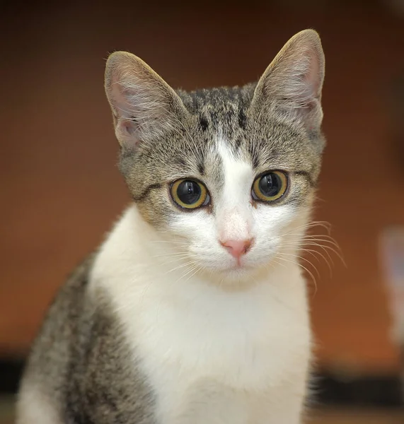 Bonito Olhos Grandes Europeu Shorthair Gato Retrato — Fotografia de Stock