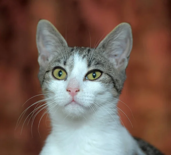 Χαριτωμένο Μεγάλο Eyed Ευρωπαϊκή Shorthair Πορτρέτο Γάτα — Φωτογραφία Αρχείου