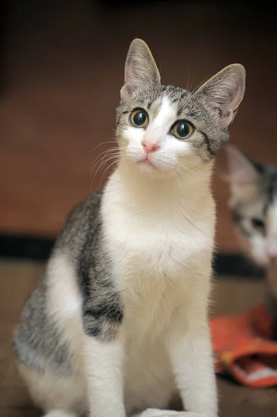 Милый Европейский Портрет Короткошерстного Кота Большими Глазами — стоковое фото