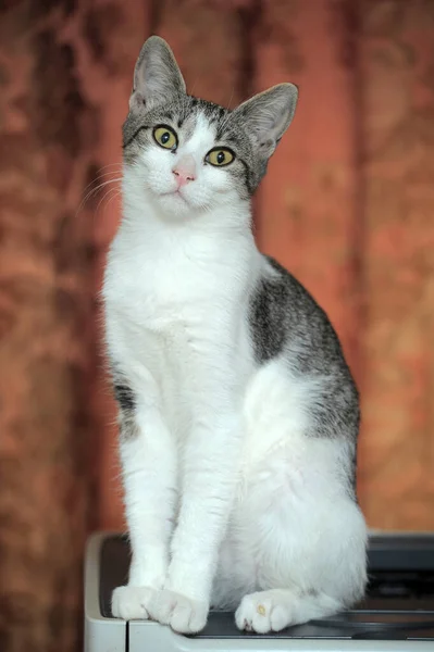 Cute Big Eyed European Shorthair Cat Portrait — Stock Photo, Image