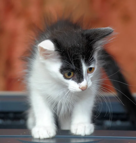 Funny Fluffy White Black Kitten — Stock Photo, Image