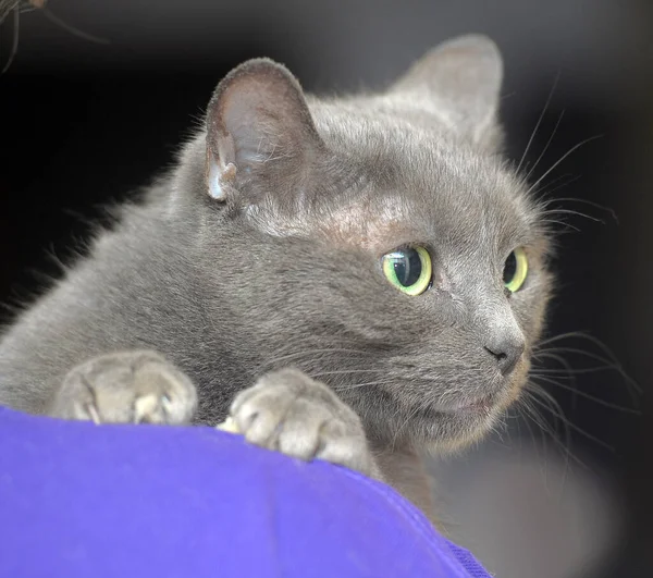 Assustado Triste Cinza Gato Mãos — Fotografia de Stock