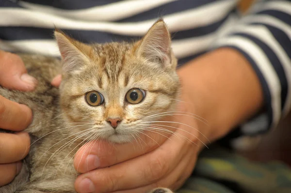 British Brown Striped Kitten Hands — Stock Photo, Image