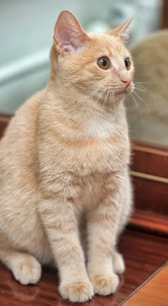 Turuncu Gözlü Tatlı Kızıl Bir Kedi Yavrusu — Stok fotoğraf