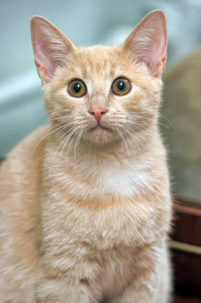 Jovem Gatinho Bonito Gengibre Com Olhos Laranja — Fotografia de Stock