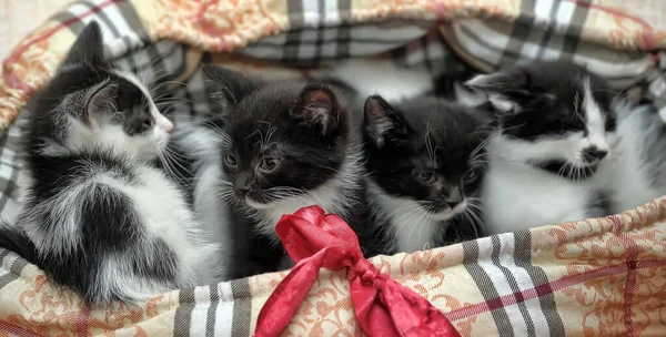 Schattig Zwart Wit Kittens Samen — Stockfoto