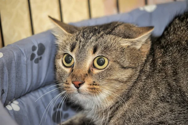 Gato Asustado Con Grandes Ojos Negros Está Mintiendo — Foto de Stock