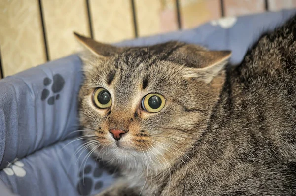 Gato Asustado Con Grandes Ojos Negros Está Mintiendo — Foto de Stock