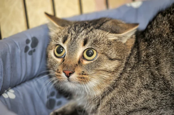 Gato Asustado Con Grandes Ojos Negros Está Mintiendo — Foto de Stock