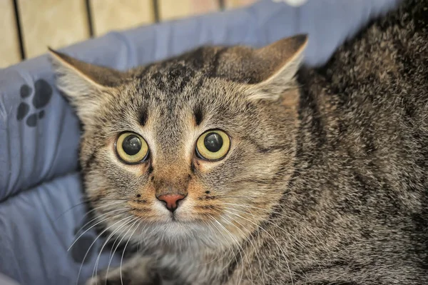 Büyük Siyah Gözleri Olan Korkmuş Bir Kedi Yalan Söylüyor — Stok fotoğraf