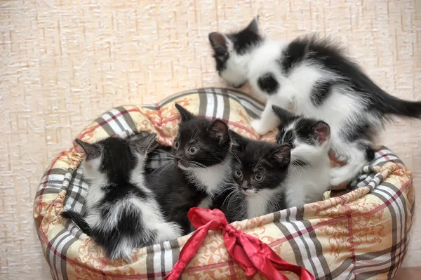 Schattig Zwart Wit Kittens Samen — Stockfoto
