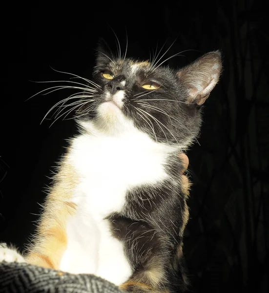 Black White Cat Hands Portrait — Stock Photo, Image