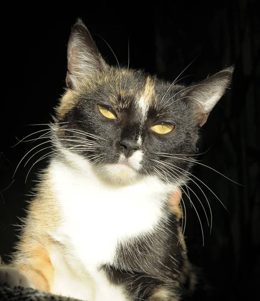 Чорно Білий Кіт Руках Портрет — стокове фото