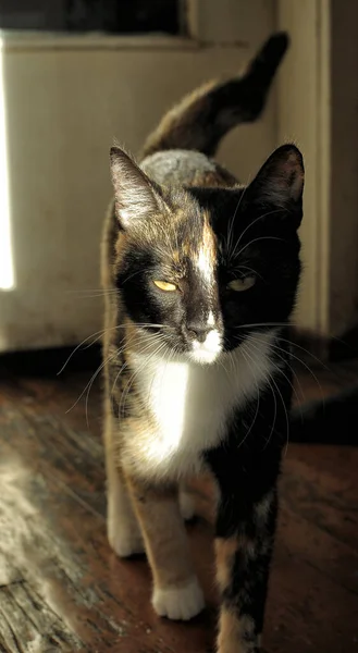 Tricolor Katze Mit Gelben Augen Porträt — Stockfoto