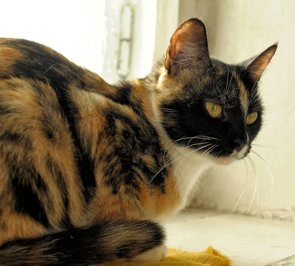 Gato Tricolor Com Olhos Amarelos Retrato — Fotografia de Stock