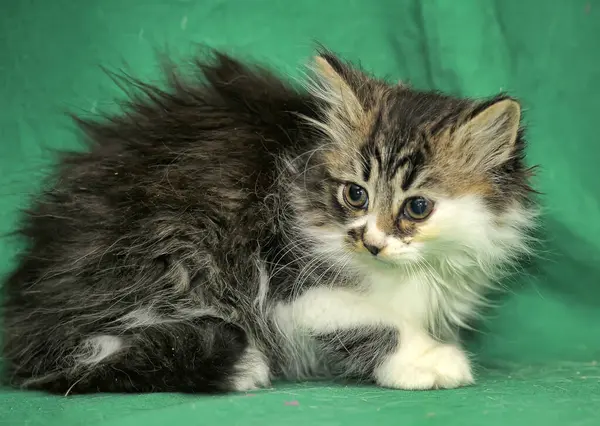 Söt Liten Grå Med Vit Sibirisk Kattunge Grön Bakgrund — Stockfoto