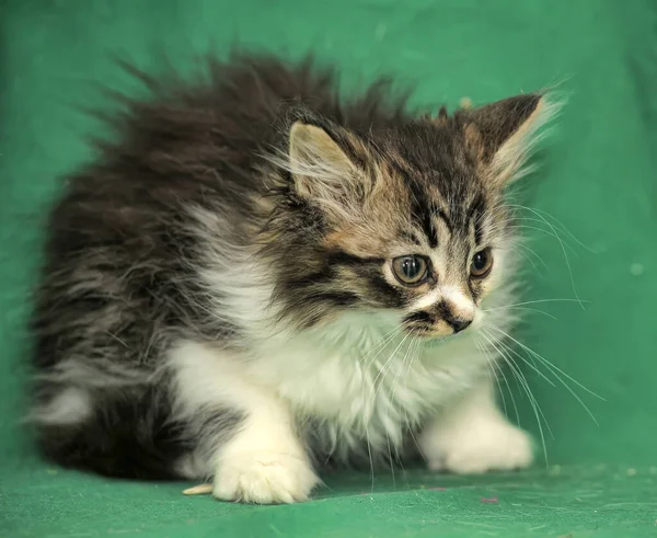 Bonito Pouco Cinza Com Branco Siberiano Gatinho Fundo Verde — Fotografia de Stock