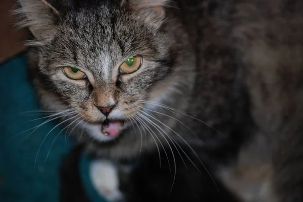 Viejo Esponjoso Siberiano Gato Retrato — Foto de Stock