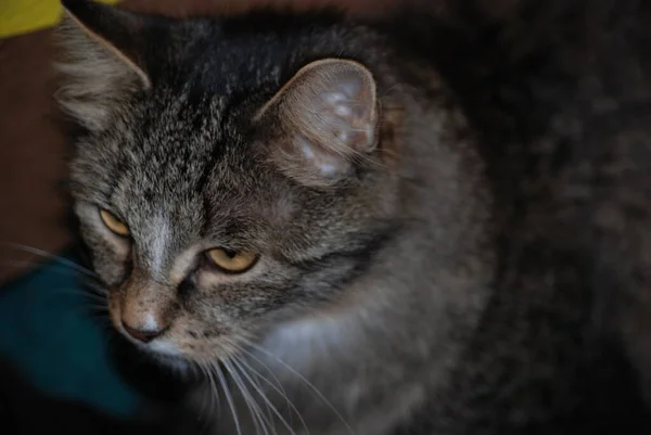 Velho Fofo Siberiano Gato Retrato — Fotografia de Stock