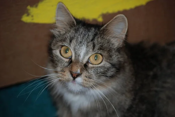Stary Puszysty Syberyjski Kot Portret — Zdjęcie stockowe