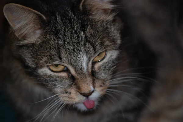 Old Fluffy Siberian Cat Portrait — Stock Photo, Image