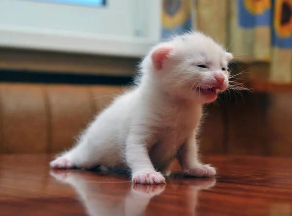 Küçük Beyaz Kedi Yavrusu Fotoğrafı — Stok fotoğraf
