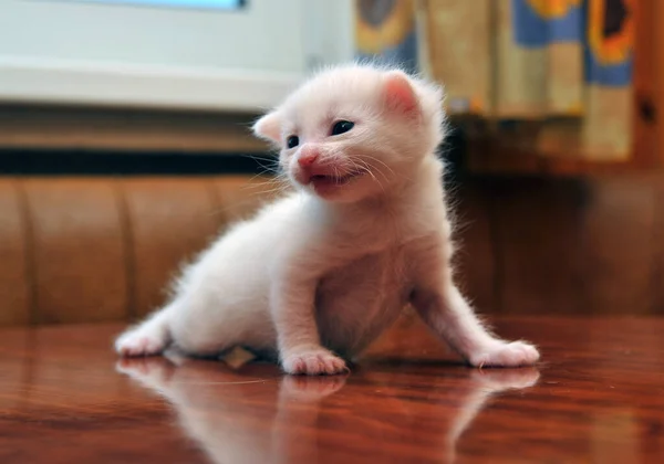 Small Newborn White Kitten Photo — Stock Photo, Image