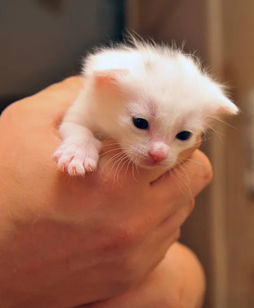 Little Albino Kittens Completely White — Stock Photo, Image
