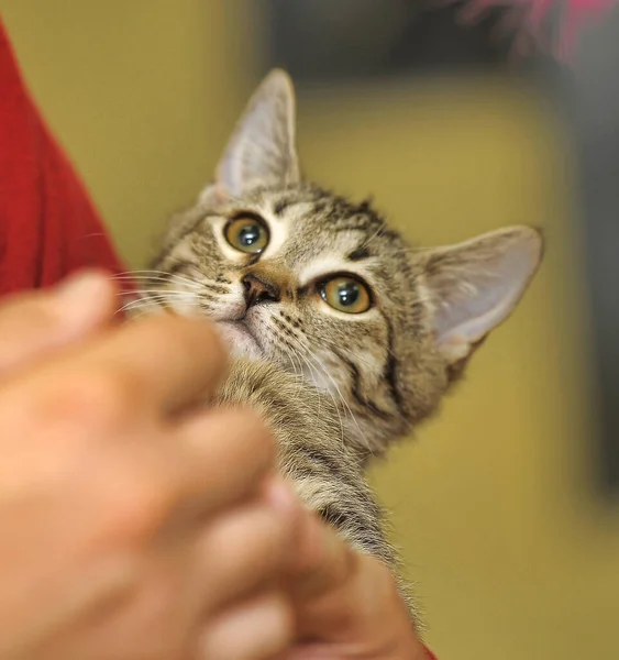 줄무늬 장난기있는 고양이 — 스톡 사진
